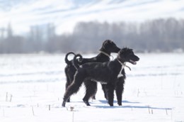 Jachthonden in Kirgizië